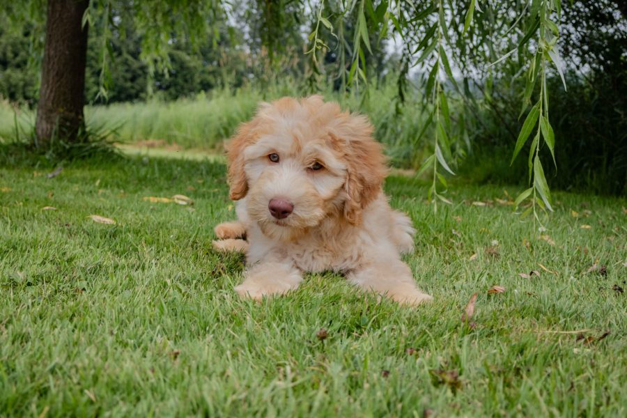 Lily pic 2 Lily pic 2