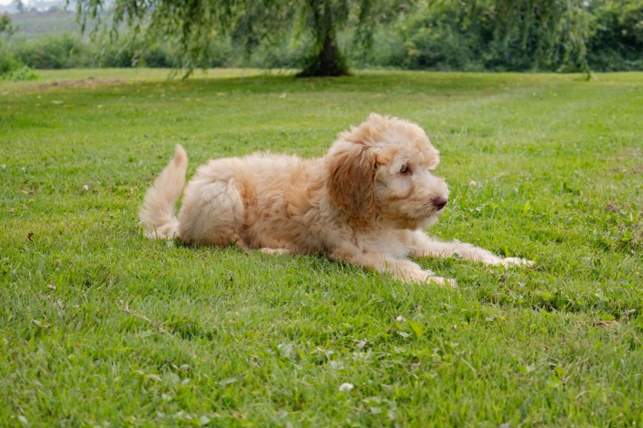Lily pic 4 Lily pic 4