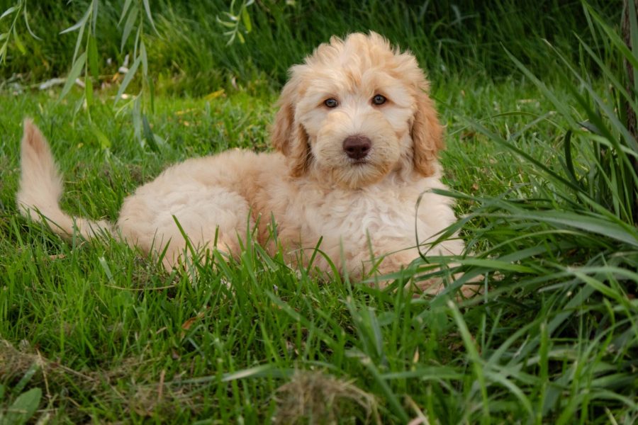 Lily pic 7 Lily pic 7