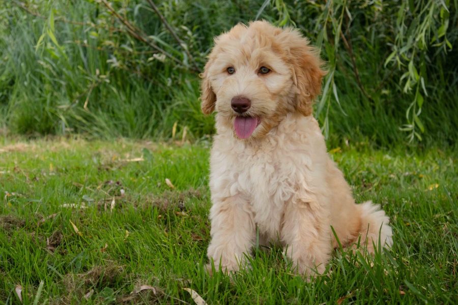 Lily pic 8 Lily pic 8