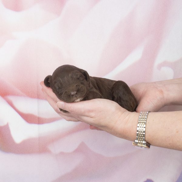 Little fleece choc, whites chin,toes F- wk2
