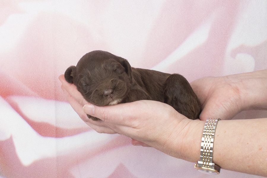 Little fleece choc, whites chin,toes F- wk2