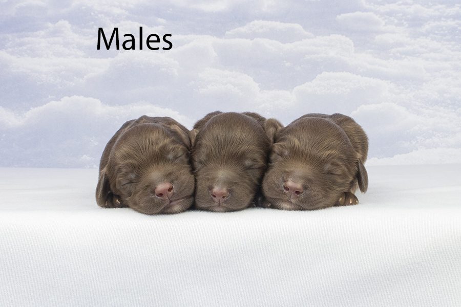 Males