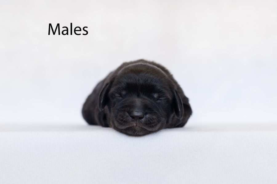 Males