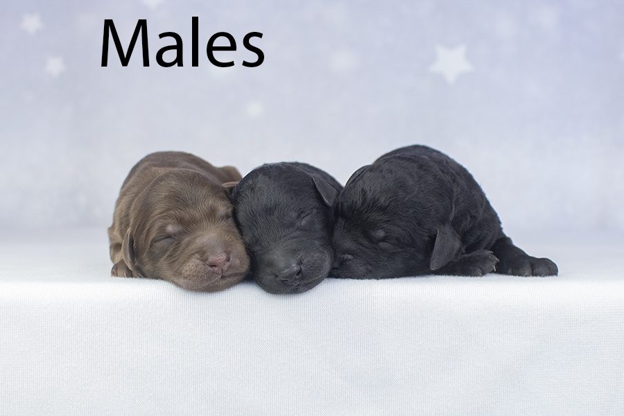 Males
