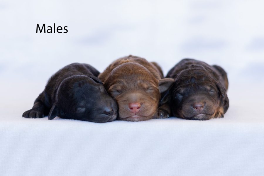 Males