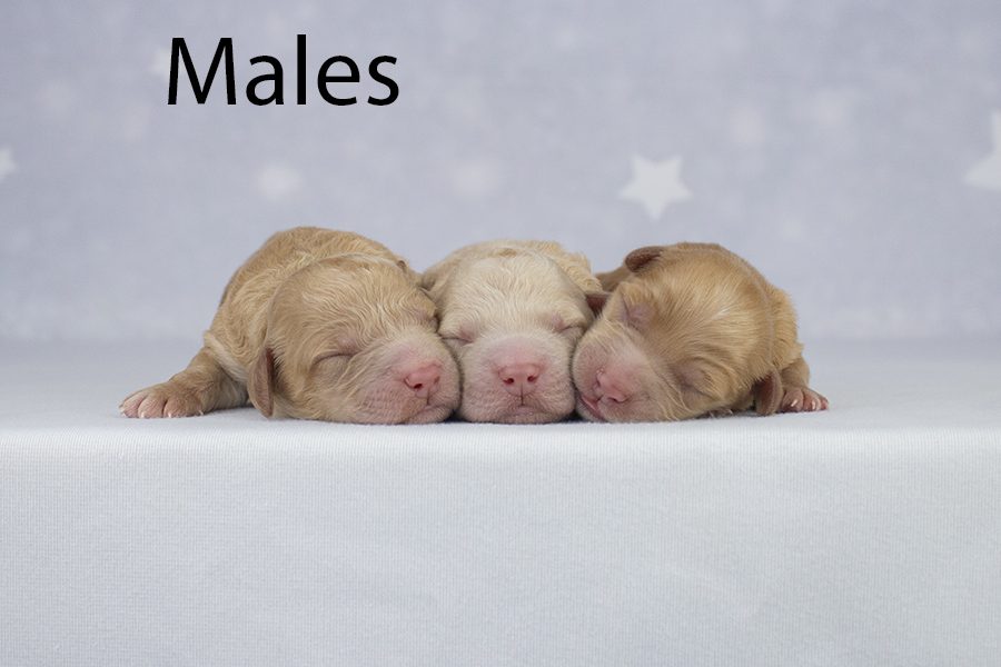 Males Males