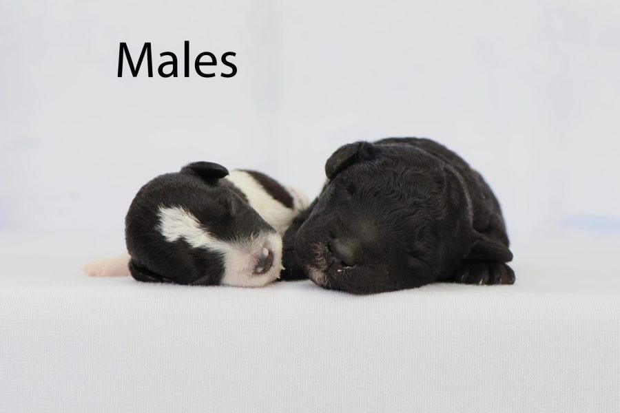 Males
