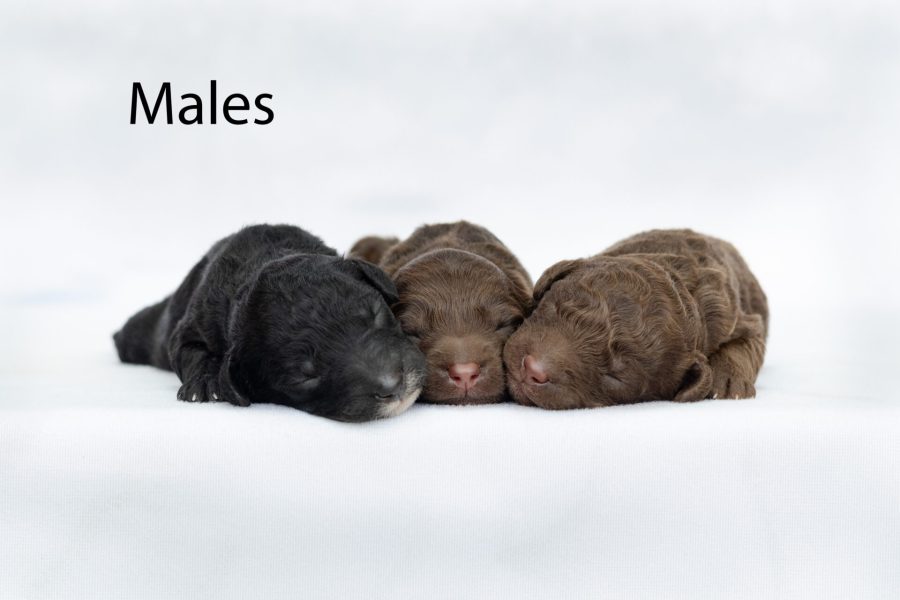 Males