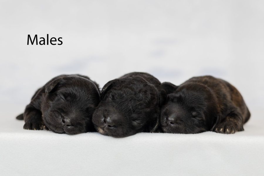 Males