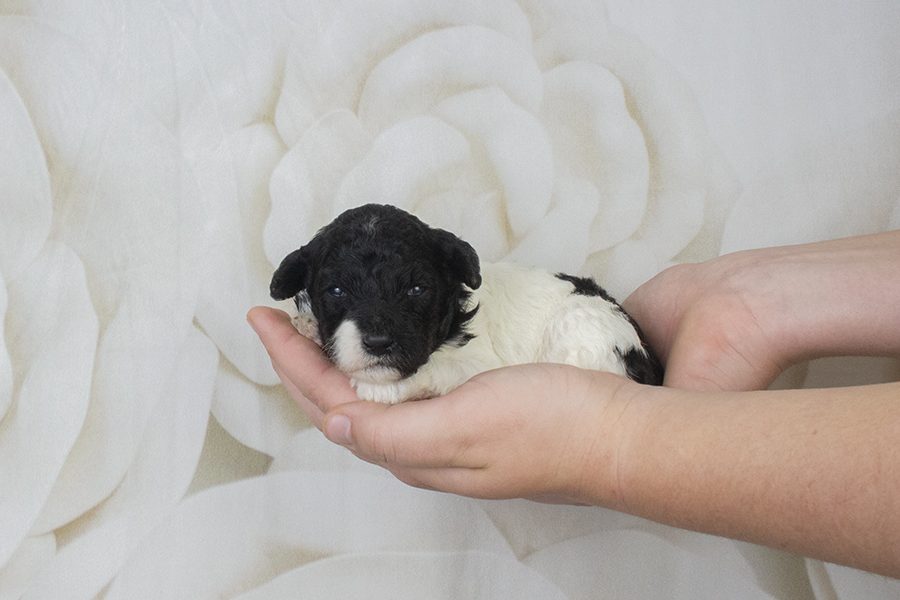 Parti Black Female- wk2