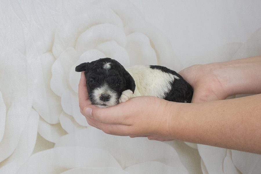 Parti Black white forhead Female- wk2 Parti Black white forhead Female- wk2