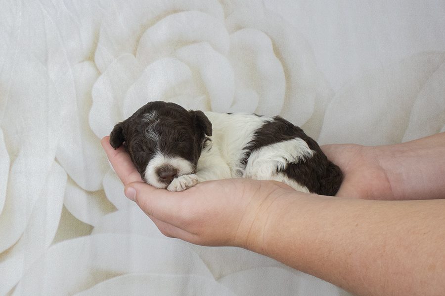 Parti Chocolate Female- wk2 Parti Chocolate Female- wk2