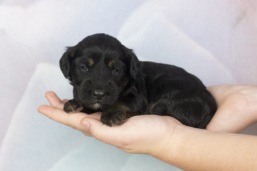 Sable legs females – wk2 Sable legs females - wk2