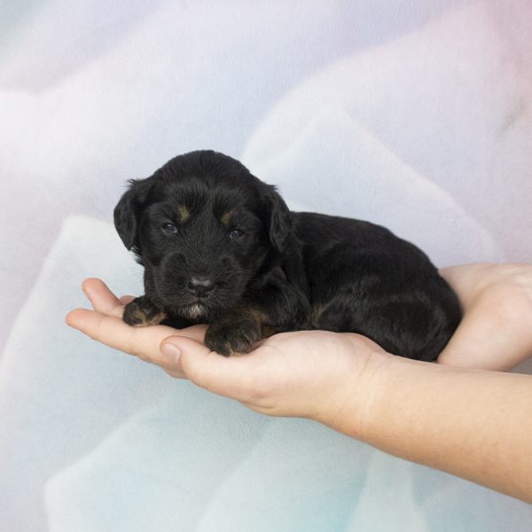 Sable legs females – wk2 Sable legs females - wk2