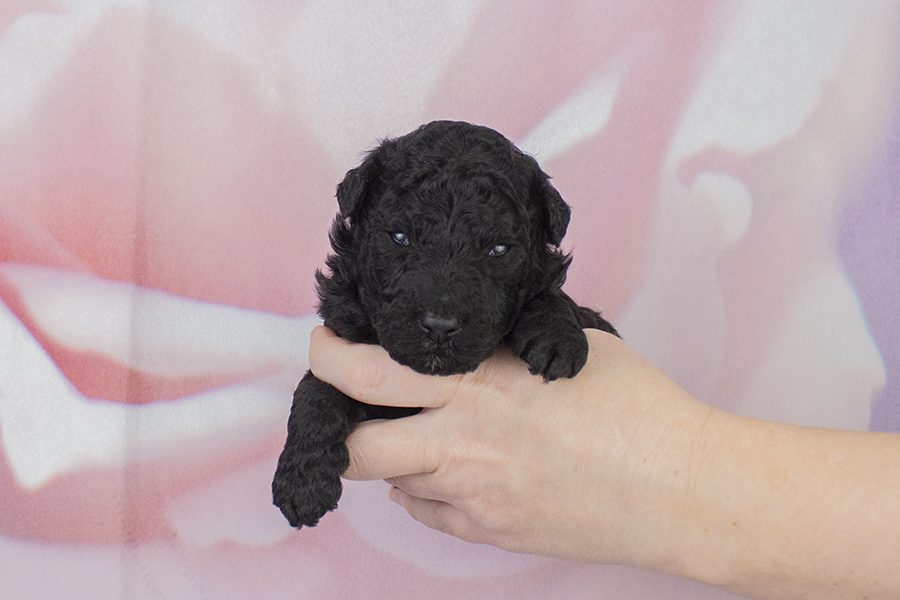 Smaller black M- wk2