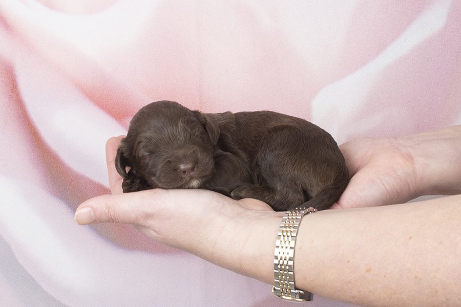 Smaller fleece choc a bit white M- wk2 Smaller fleece choc a bit white M- wk2