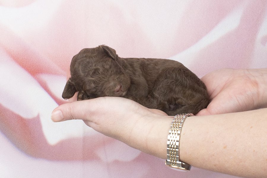 Spiral smaller choc white chest blaze F- wk2 Spiral smaller choc white chest blaze F- wk2