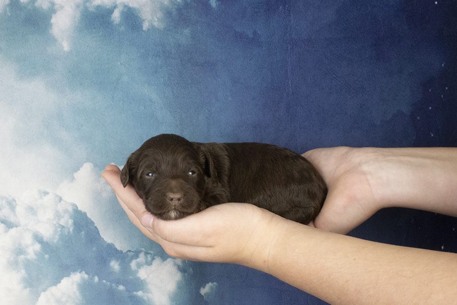 Straight Chocolate Female