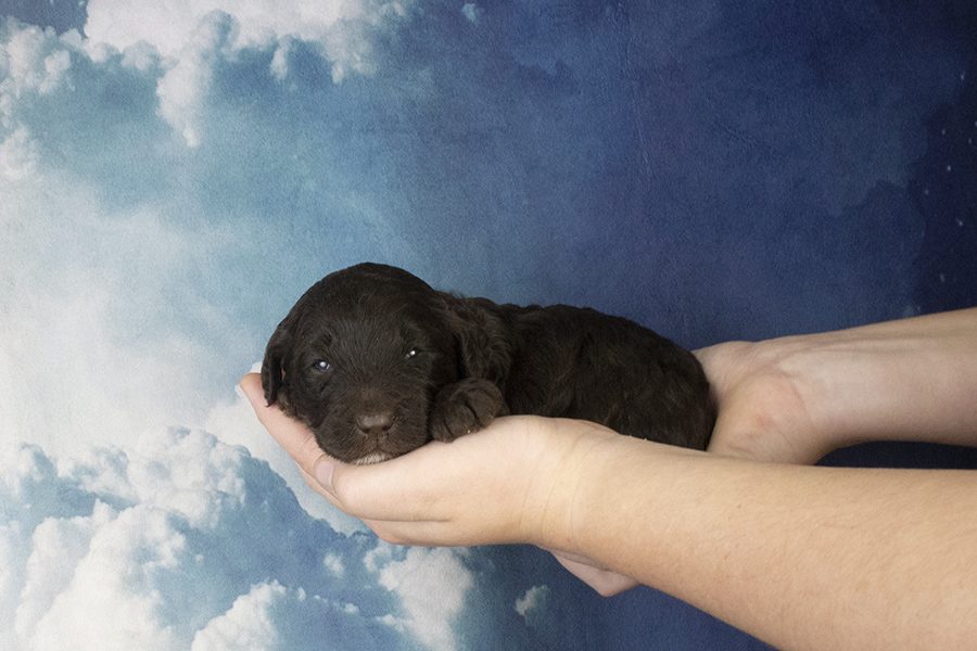 Straightish Chocolate Dark Male