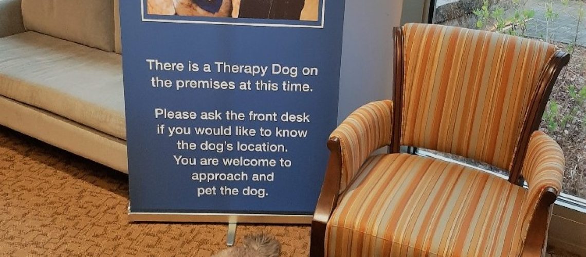 Therapy dog spot