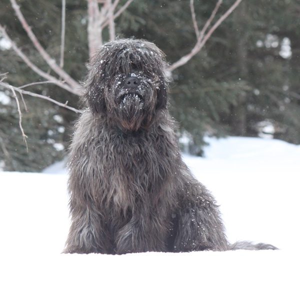 Tilly-in-the-snow-2014