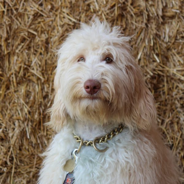 ayasha face straw ayasha face straw