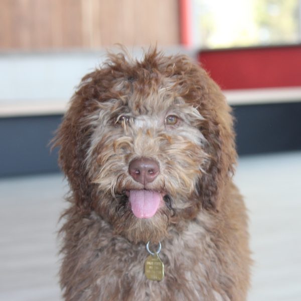 eyes & tongue adsila face