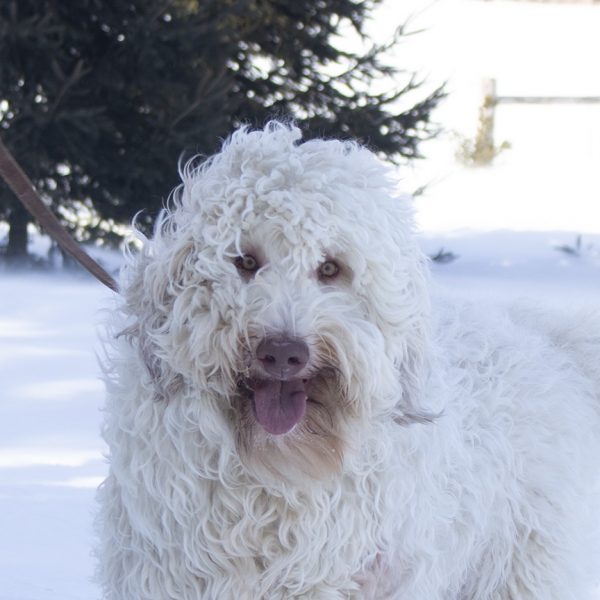 face in snow