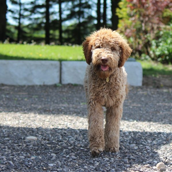 front 6 Adsila frant b