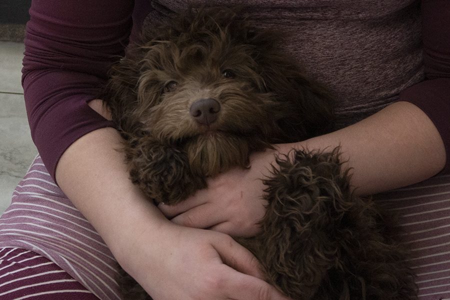 laying in lap laying in lap