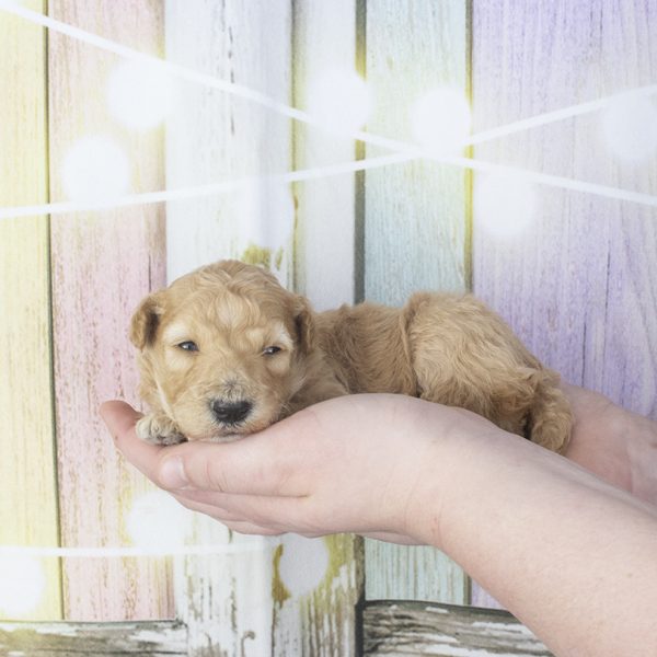 littlest apricot F-wk2 littlest apricot F-wk2