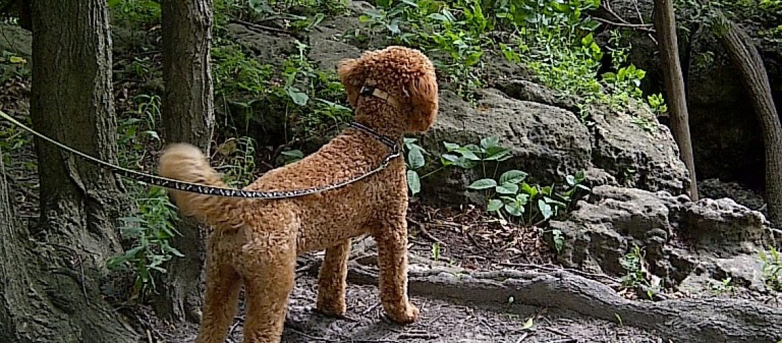 sammy looking over a hill!