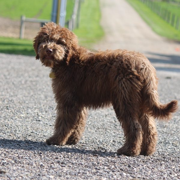 standing 6 months MDBA Australian Cobberdog Adsila six months