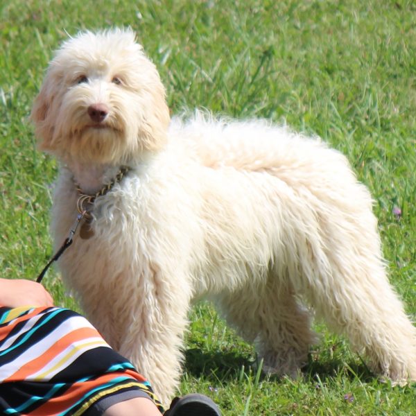 standing in grass standing in grass