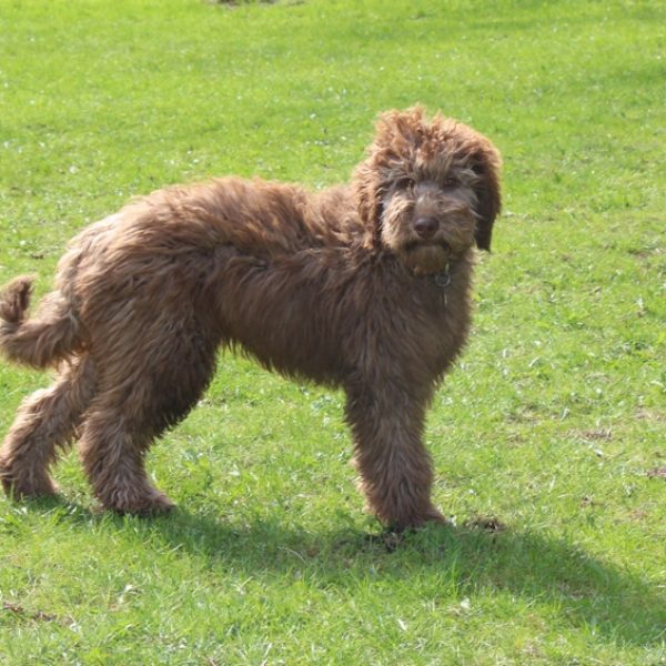 standing still Australian Cobberdog Adsila six months