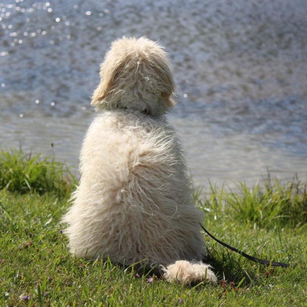 staring over water staring over water