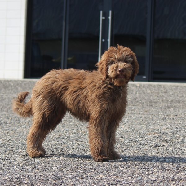 straight & tall Australian Cobberdog Breeder Adsila